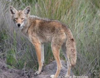 Better off alive ~ Why it’s time to end senseless wildlife killing contests