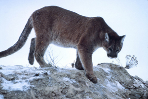 Puma Recovery for Eastern Wildways, Part 1