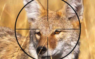 Coyote In The Crosshairs