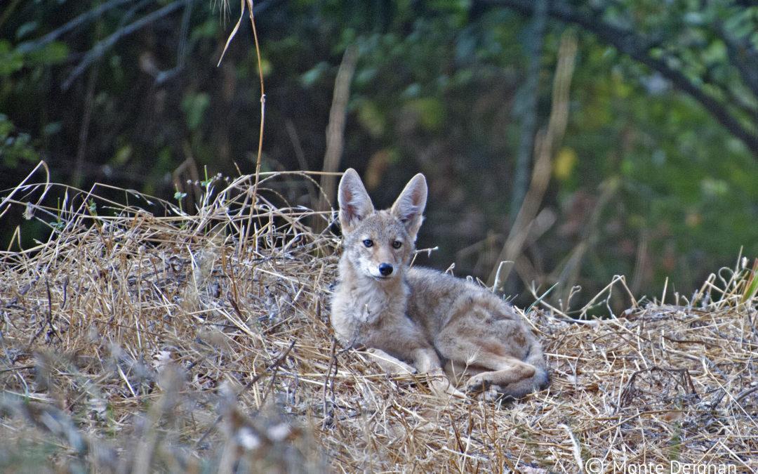 Coyote killing is counter-productive