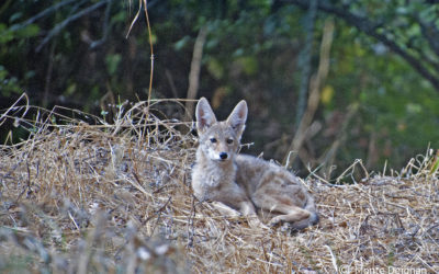 Opinion: It’s time to ban wildlife killing contests in Colorado