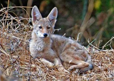 Marin Voice: Let’s learn to live safely and peacefully with coyotes