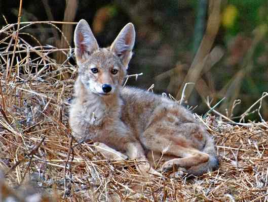 Marin Voice: Let’s learn to live safely and peacefully with coyotes