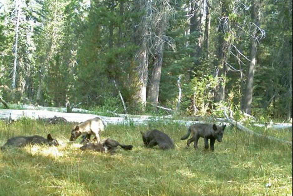 Some California counties reject U.S. policy of killing predatory wildlife