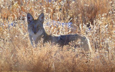 Call for end to killing contests spreads north to Reno City Council