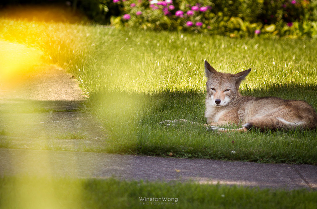 Coyotes howl to chat with their neighbors