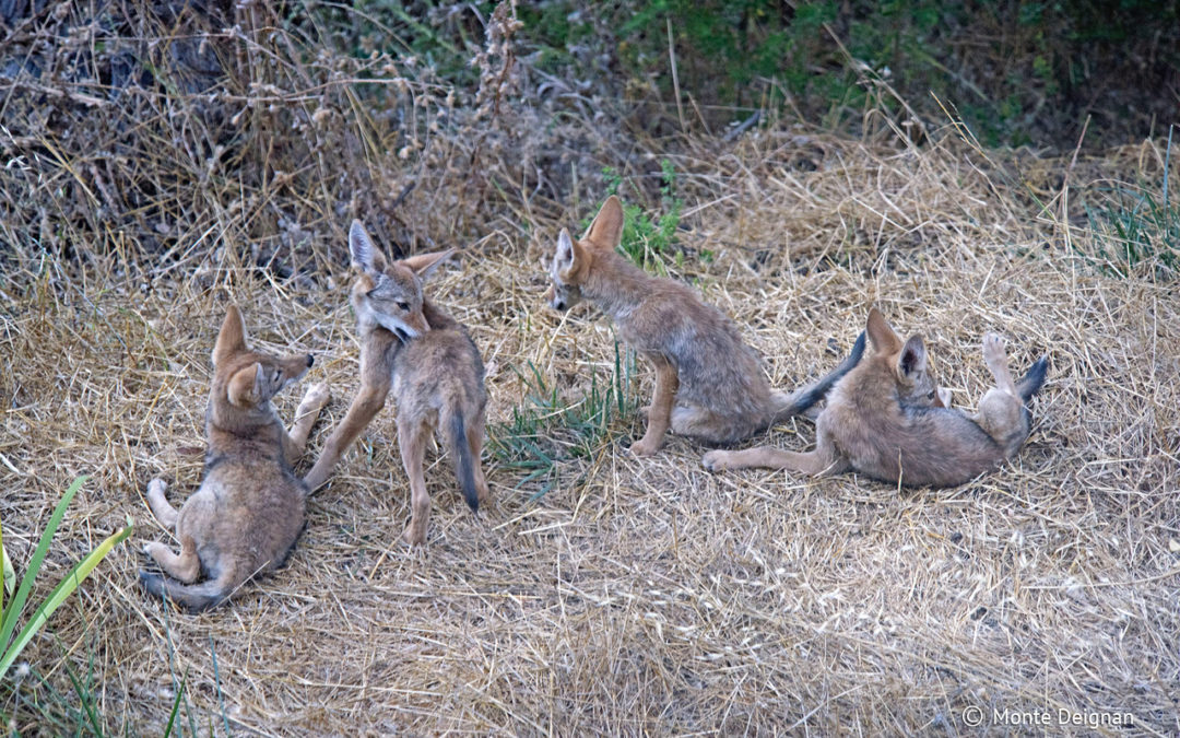 Tom Saler: End wildlife-killing contests in Wisconsin and around the country