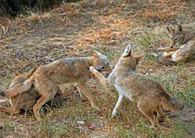Marin Coyote Coalition offers lessons on coexisting with coyotes