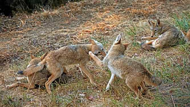 Marin Coyote Coalition offers lessons on coexisting with coyotes