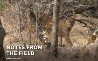 Notes From the Field: Carnivore Coexistence Lab ~ Katie Stennes Interviews Dr. Adrian Treves