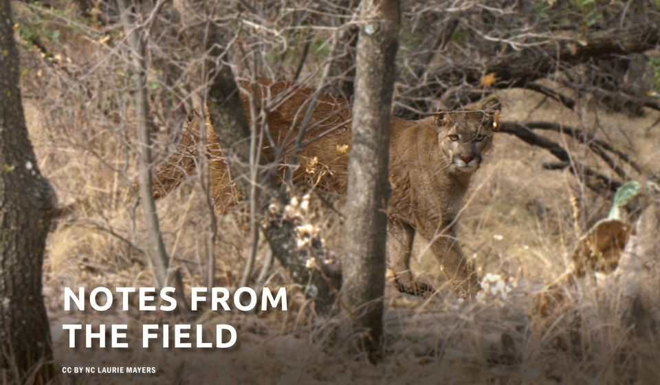 Notes From the Field: Carnivore Coexistence Lab ~ Katie Stennes Interviews Dr. Adrian Treves