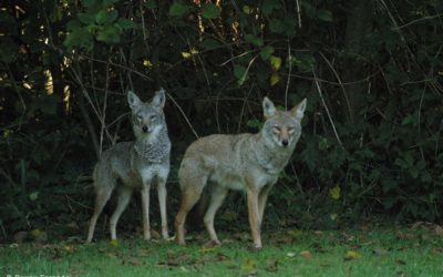 The Song Dog ~ There’s more to coyotes than meets the ear.