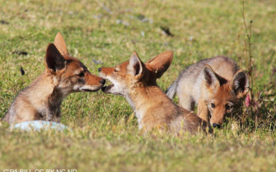 Editorial: Let this latest trapping death of a pet be NM’s last