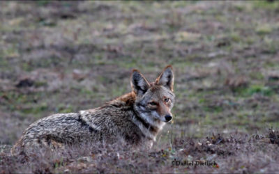 Living with coyotes at Lake Tahoe