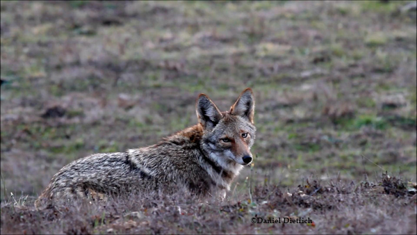 The end is near for coyote hunting contests