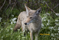 Coyote-killing contests have no place in NM