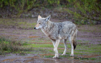 VIDEO: Watch as Coyotes Roam the Empty Streets of San Francisco