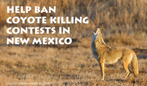 UPDATE ~ NEW MEXICO RESIDENTS: Urge Gov. Grisham to Sign the Coyote Killing Contest Bill into Law!