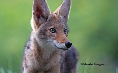 Wildlife killing contests have no place in Pennsylvania