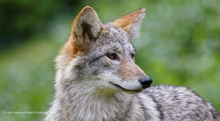 Nevada regulators latest to take aim at controversial coyote-killing contests