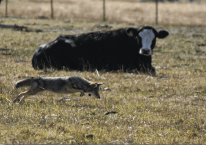 Coyotes Can Protect Your Livestock From Predators