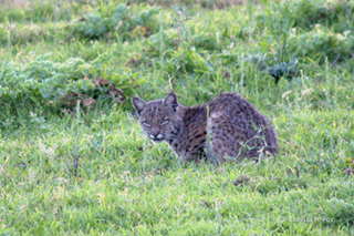 Citizens Stand Up  to Protect California’s Wildlife