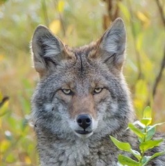 It’s coyote-killing season in Pennsylvania. Are the hunts barbaric or necessary population control?
