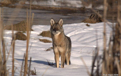 State to prohibit coyote hunting contests