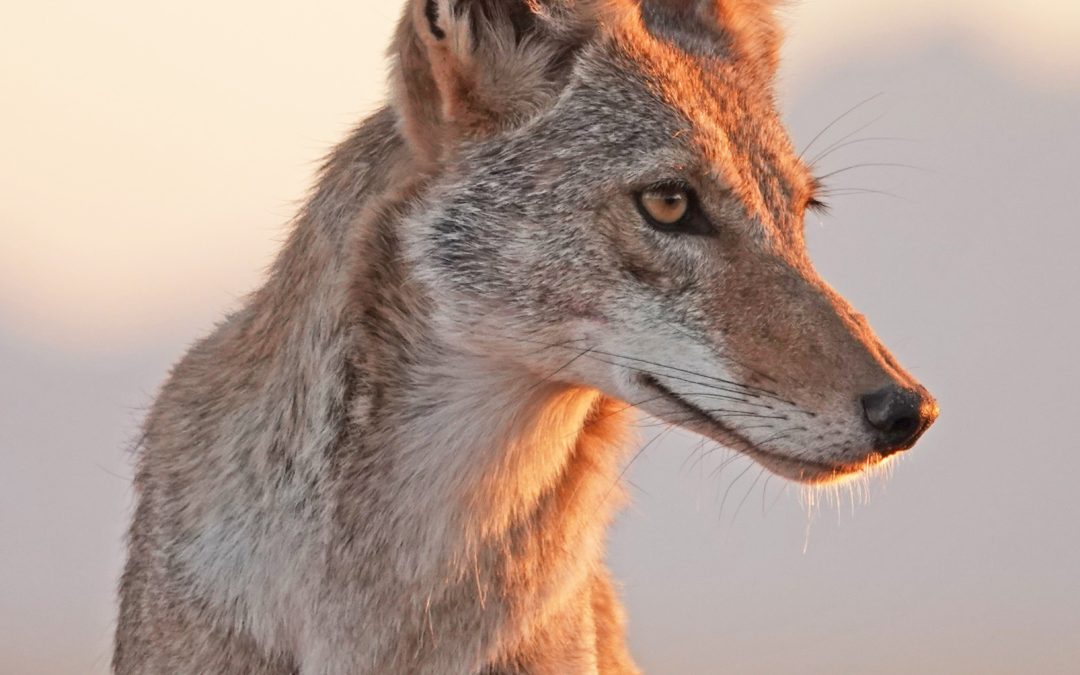 Coexisting With Coyotes - Project Coyote