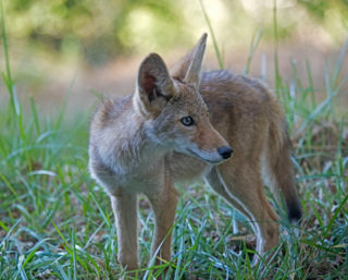 Friendly, black coyote captured in East Cobb