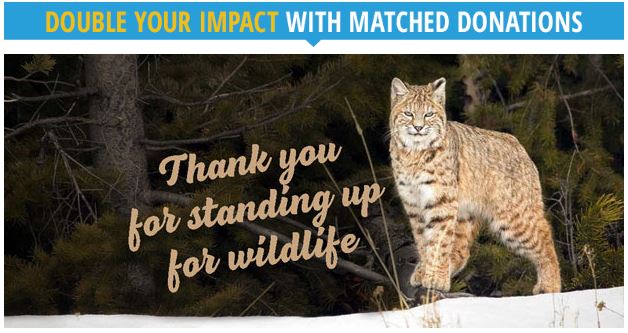 Midnight deadline – don’t miss out! Still Time to Double Your Gift for Wildlife!