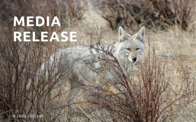 MEDIA RELEASE: Video Released Showing the Excruciating Experience of Rescuing a Coyote Caught in a Trap