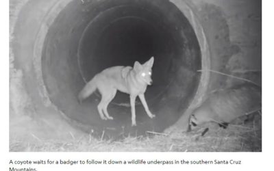 Why this coyote and badger ‘friendship’ has excited scientists