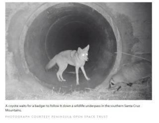 Why this coyote and badger ‘friendship’ has excited scientists