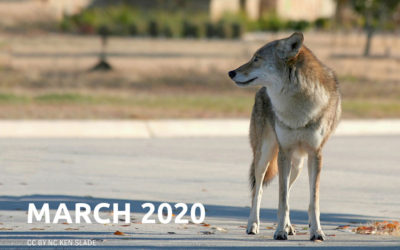 COYOTE CHRONICLES ~ MARCH 2020