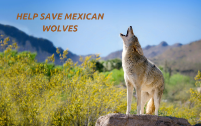 Action Alert ~ Mexican Gray Wolves Need Your Help!