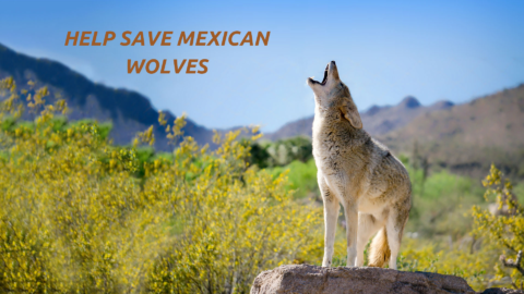 » Action Alert ~ Help Ensure the Survival of the Mexican Gray Wolf!