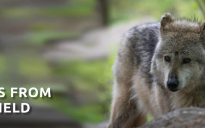  Notes from the Field: David Parsons on Why Science Must Inform the Recovery of the Mexican Gray Wolf