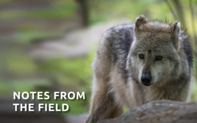Notes from the Field ~ Interview with Dave Parsons re: Mexican Gray Wolf Recovery