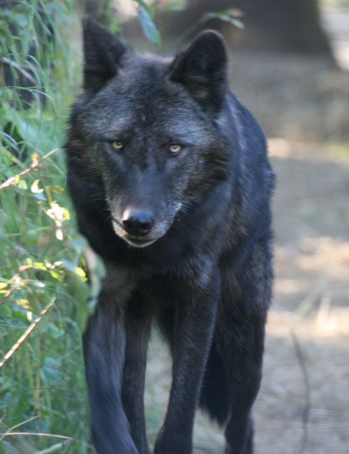 The hunt for Atlanta’s friendly black coyote