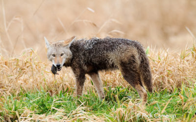 The real reason we’re seeing more wildlife during the pandemic