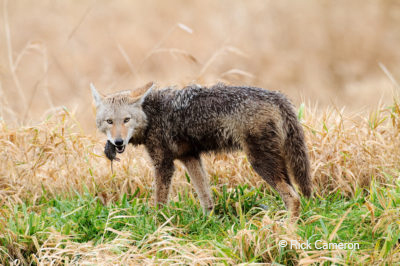 The real reason we’re seeing more wildlife during the pandemic