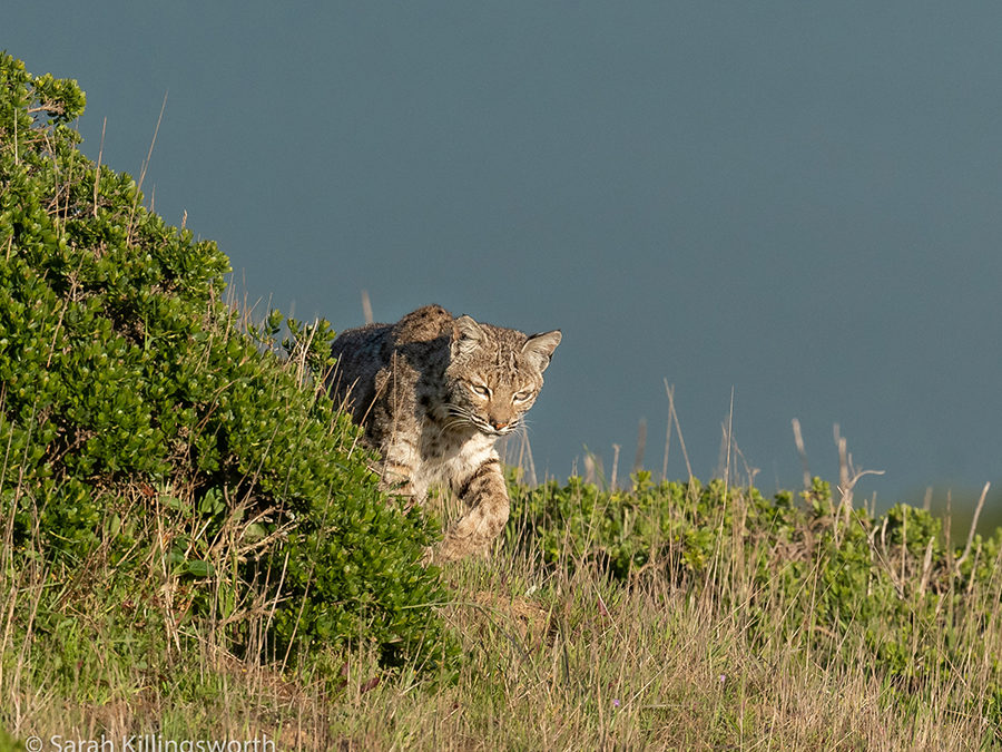 Bobcat Webinar with Sarah Killingsworth ~ and Great News from California!