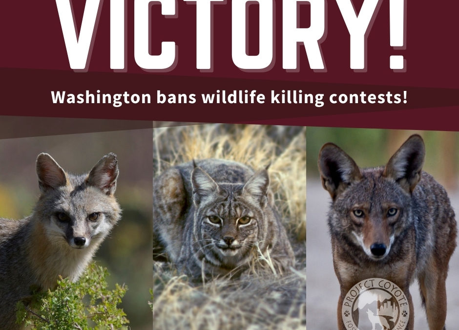 Victory! Washington Becomes The Seventh State To Ban Cruel Wildlife Killing Contests