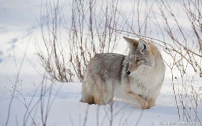 Maine Residents ~ Speak Up to Help Ban Coyote Killing Contests!