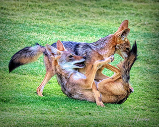 ‘Capitol Coyotes’ Seen Roaming Around Downtown Sacramento