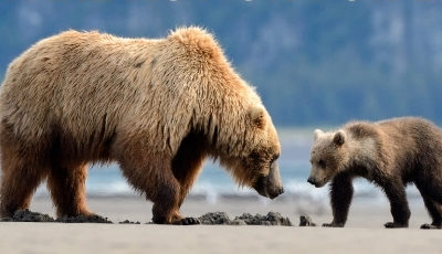 Great News ~ Federal Judge Rules in Favor of Alaska’s Brown Bears!