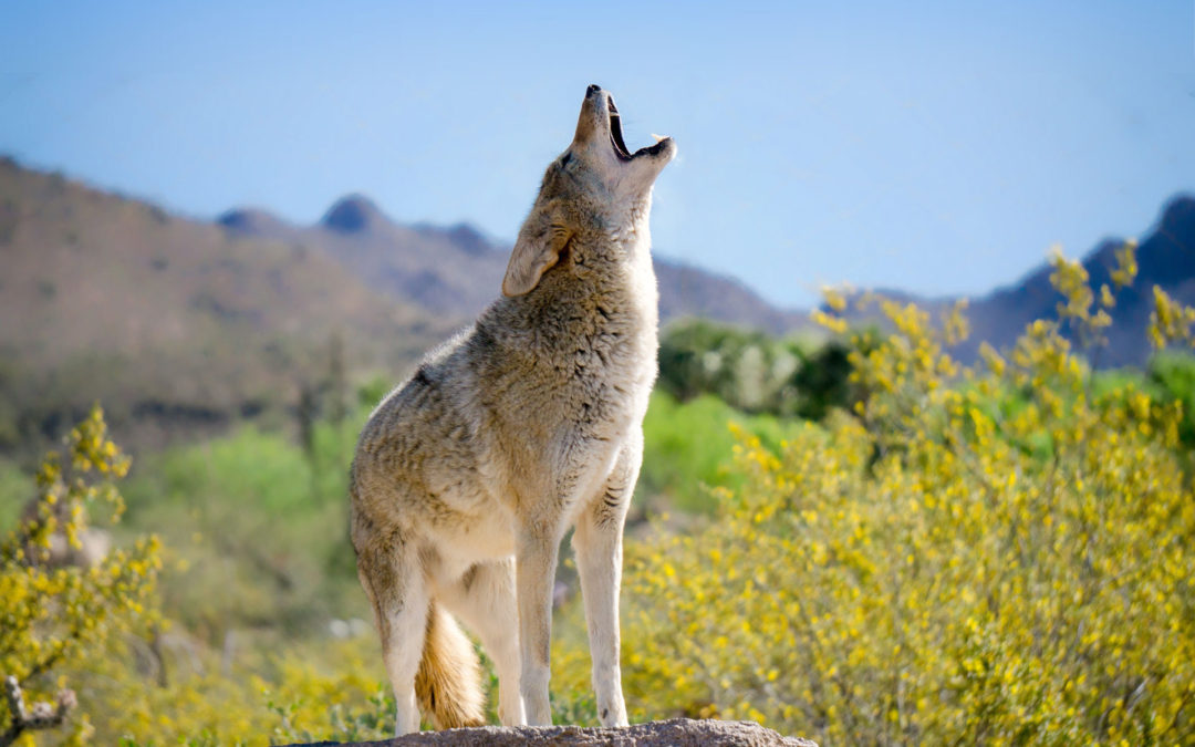 Reno council supports ban on wildlife killing contests, mayor calls competitions ‘heinous’