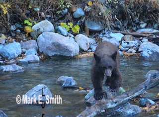 LETTER TO THE EDITOR: It’s time to protect Missouri black bears