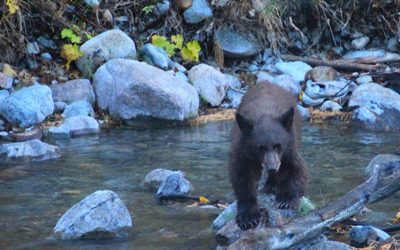 Tell Missouri Department of Conservation not to allow trophy hunting of black bears